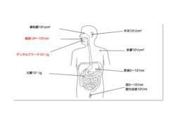 口の中の細菌数